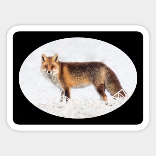 Gift idea Fox in winter. Photo Sticker